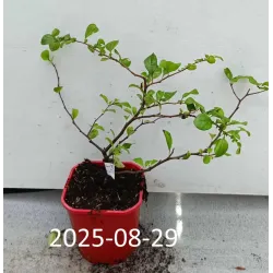 Quince - Chaenomeles japonica JET TRAIL