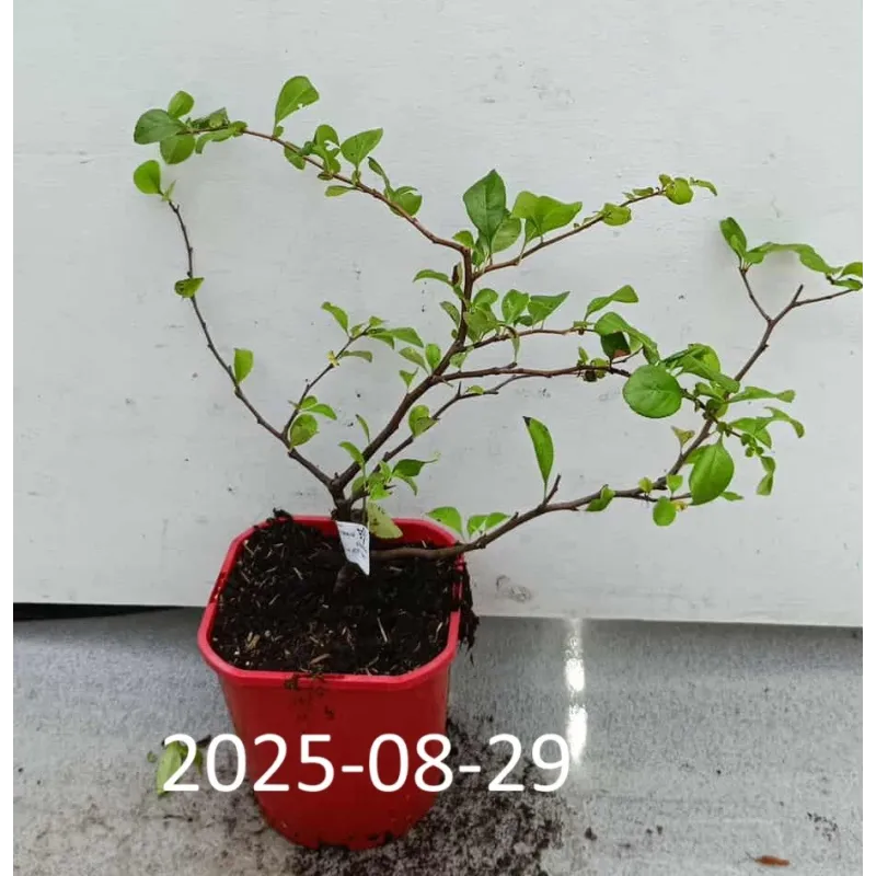 Quince - Chaenomeles japonica JET TRAIL