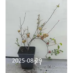 Gražusis svarainis - Chaenomeles speciosa FRIESDORFER TYP 205