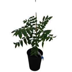 Pekano riešutmedis - Carya illinoinensis NORTON