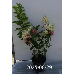 Šluotelinė hortenzija - Hydrangea paniculata Living COLOURFUL COCKTAIL