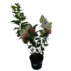 Šluotelinė hortenzija - Hydrangea paniculata Living COLOURFUL COCKTAIL