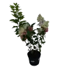 Šluotelinė hortenzija - Hydrangea paniculata Living COLOURFUL COCKTAIL