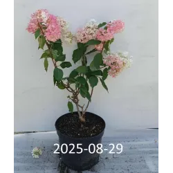 Šluotelinė hortenzija - Hydrangea paniculata MAGICAL ANDES