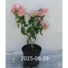 Hydrangea paniculata MAGICAL ANDES