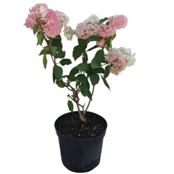 Šluotelinė hortenzija - Hydrangea paniculata MAGICAL ANDES