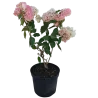Hydrangea paniculata MAGICAL ANDES