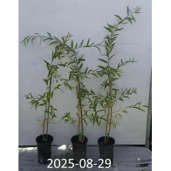 Svyruoklinis gluosnis - Salix alba Tristis RESISTENTA