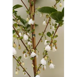 Carolina Silverbell - Halesia carolina