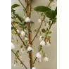 Carolina Silverbell - Halesia carolina