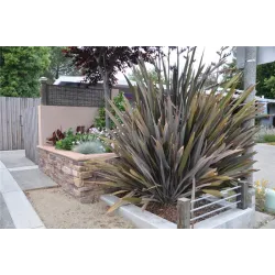 Phormium tenax ATROPURPUREUM (BRONZE)