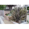 Pluoštinis zelandlinis - Phormium tenax ATROPURPUREUM (BRONZE)