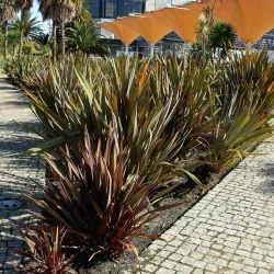 Phormium tenax ATROPURPUREUM (BRONZE)