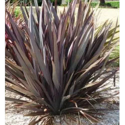 Phormium tenax ATROPURPUREUM (BRONZE)
