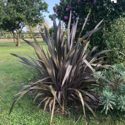 Pluoštinis zelandlinis - Phormium tenax ATROPURPUREUM (BRONZE)