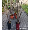 Pluoštinis zelandlinis - Phormium tenax ATROPURPUREUM (BRONZE)