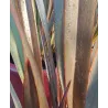 Phormium tenax ATROPURPUREUM (BRONZE)