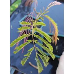 Lenkoraninė albicija - Albizia julibrissin