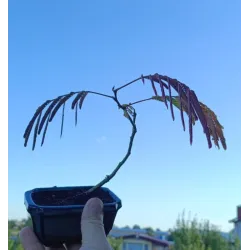 Lenkoraninė albicija - Albizia julibrissin