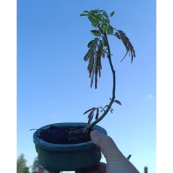 Lenkoraninė albicija - Albizia julibrissin