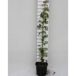 Rausvažiedis kaštonas - Aesculus carnea BATOUWE