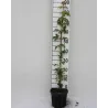 Garden plants/Trees/Flowers/ web-shop