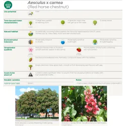 Rausvažiedis kaštonas - Aesculus carnea BATOUWE