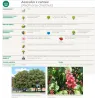 Garden plants/Trees/Flowers/ web-shop