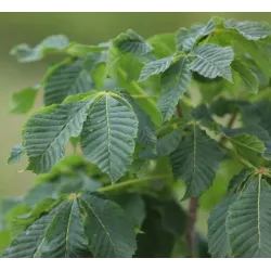 Rausvažiedis kaštonas - Aesculus carnea BATOUWE