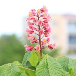 Rausvažiedis kaštonas - Aesculus carnea BATOUWE