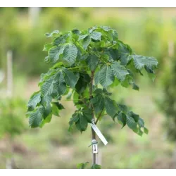 Rausvažiedis kaštonas - Aesculus carnea BATOUWE