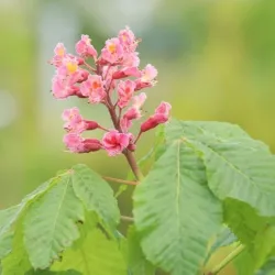 Rausvažiedis kaštonas - Aesculus carnea BATOUWE
