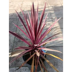 Australinė kordilina - Cordyline australis PASO DOBLE