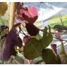 Kanadinis cercis - Cercis canadensis VANILLA TWIST