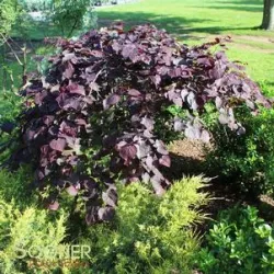 Kanadinis cercis - Cercis canadensis VANILLA TWIST