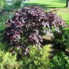 Cercis canadensis VANILLA TWIST