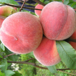 Prunus persica VELVET