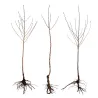 Prunus persica VELVET