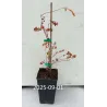 Cranberry - Vaccinium macrocarpon STEVENS