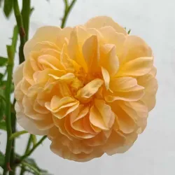 Rožė - Rosa AMELIE NOTHOMB ®