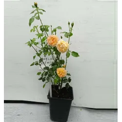 Rožė - Rosa AMELIE NOTHOMB ®