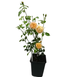 Rožė - Rosa AMELIE NOTHOMB ®