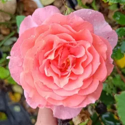 Rožė - Rosa INSTITUT LUMIERE ®