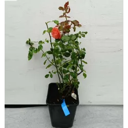 Rožių krūmai internetu su pristatymu į namus