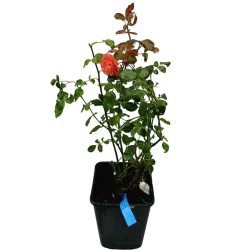 Rožė - Rosa INSTITUT LUMIERE ®