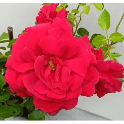 Rožių krūmai internetu su pristatymu į namus