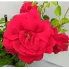 Rožė - Rosa SANTANA ®
