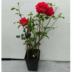 Rožių krūmai internetu su pristatymu į namus