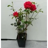 Rožė - Rosa SANTANA ®