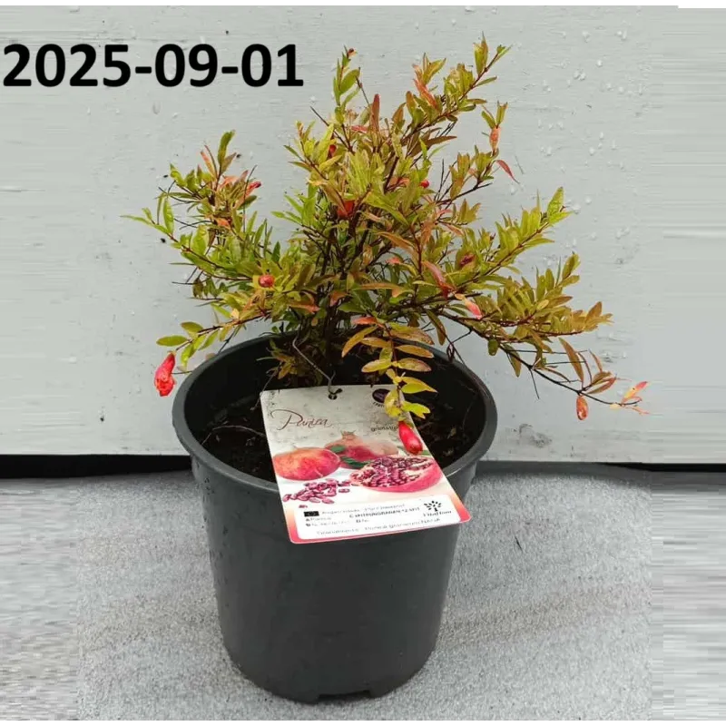 Pomegranate - Punica granatum NANA